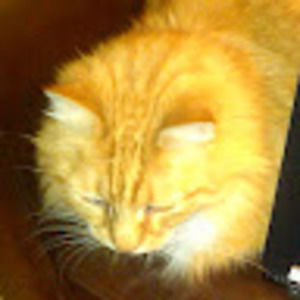 Meet your Posher, Ellen